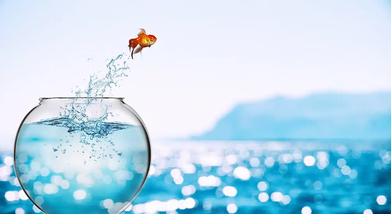 Fish jumping out of his bowl because he jump into the nearby ocean. 